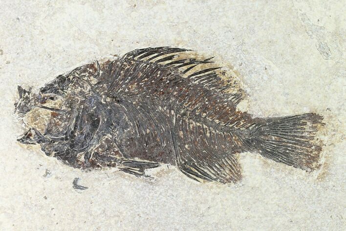 Bargain, Fossil Fish (Cockerellites) - Wyoming #144157